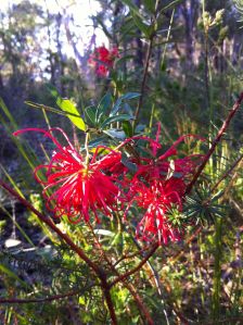 Grevillea Punicea