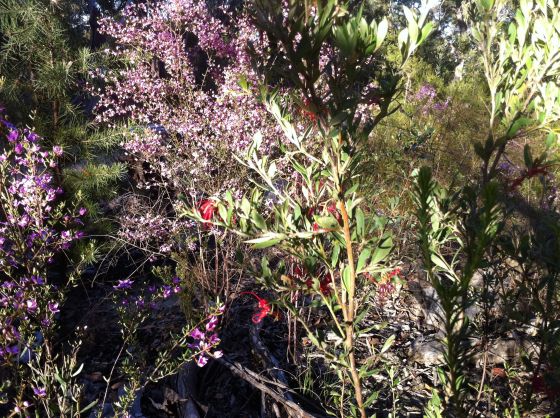 Medley Grevillea Boronia Wax Flower