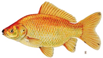 gold-fish