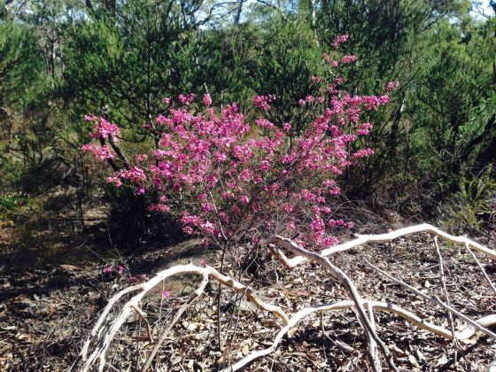 Boronia Ledifolia