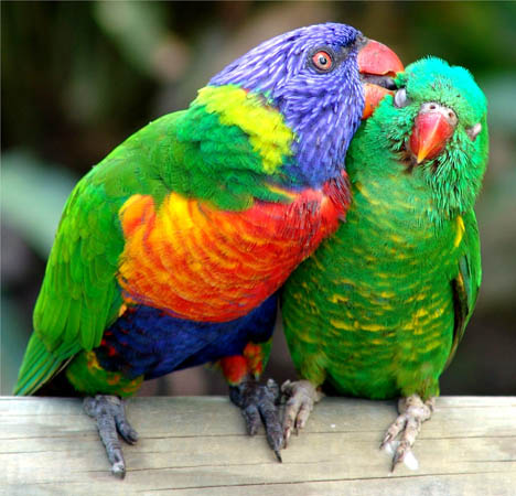 Rainbow_Lorikeets2