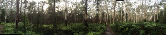 Blue Gum Forest