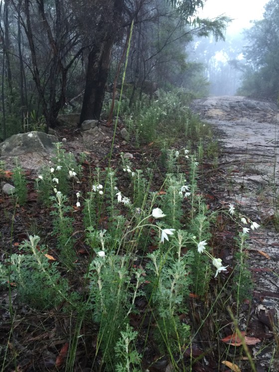 Flannel Flowers