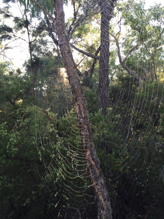 Biggest Spider web