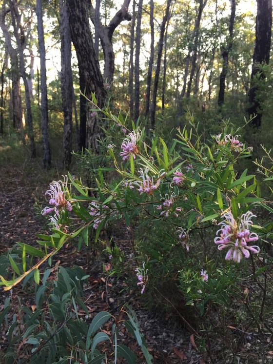Grevillea Sericia