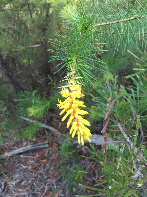 Pine Leaved Geebung