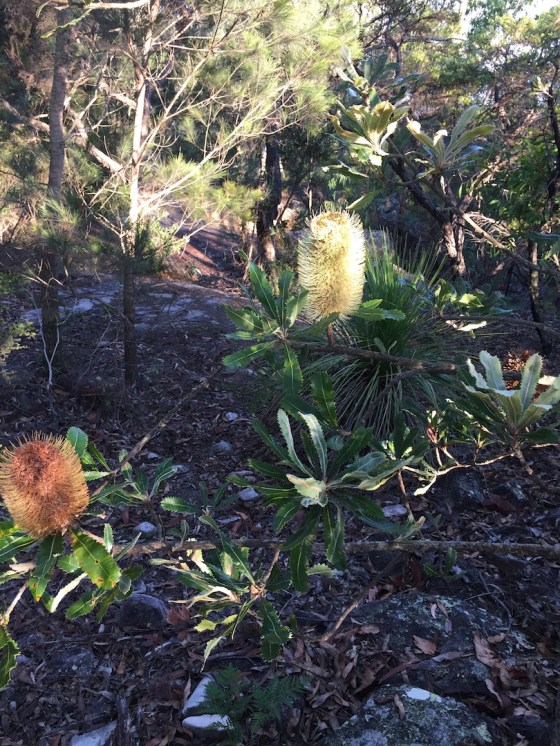 This year and last years Banksia