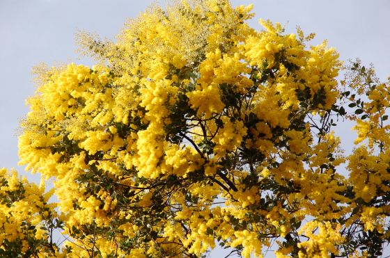 wattle-origin_3658865704
