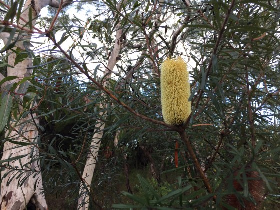 Banksia Colina