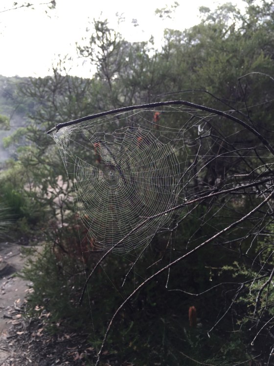 Spider's web