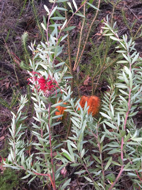 Grevillea Punicea with Banksia