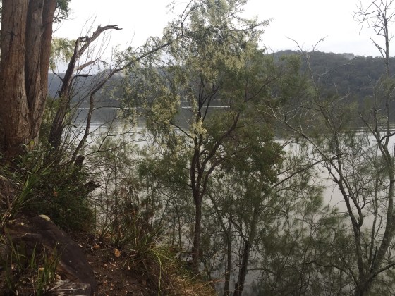 BujwaFringedwithWattles