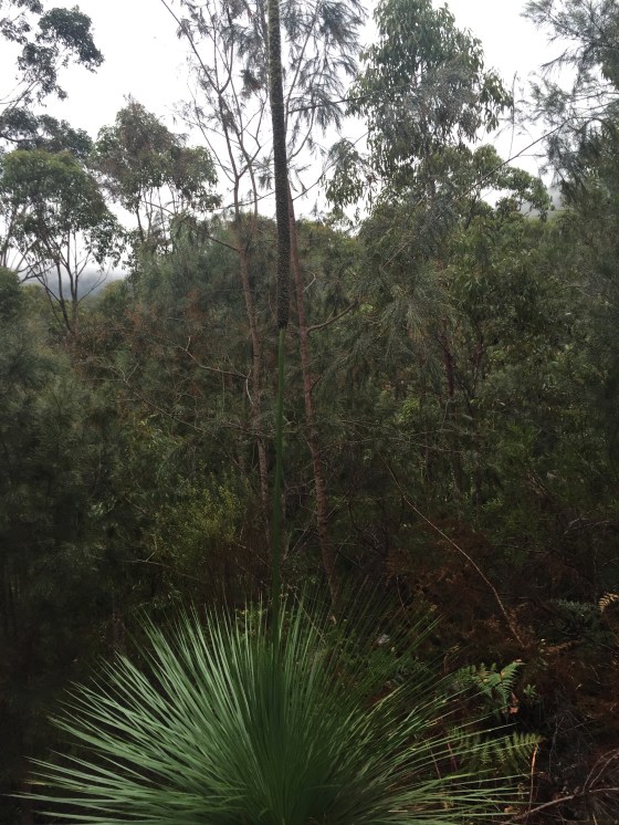 FirstFloweringXanthorea