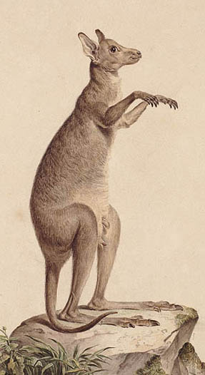 kangaroo3