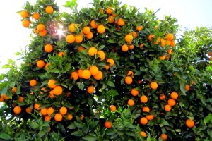 orange-trees