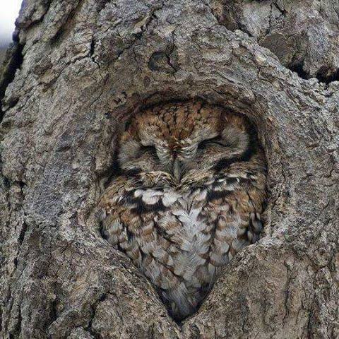 TreeOwl