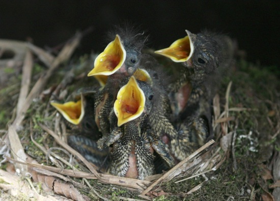 Baby sparrows cry out from a nest in Russia's city of Vladikavkaz