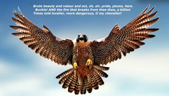 Windhover