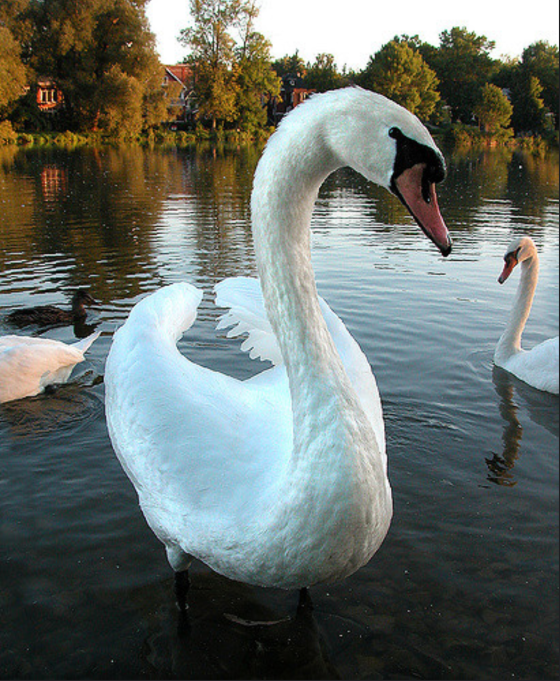 Screen Shot 2019-03-19 at 5.28.42 pm